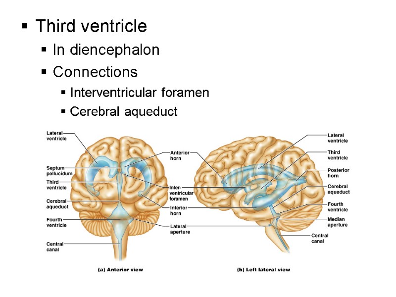 Third ventricle In diencephalon Connections Interventricular foramen Cerebral aqueduct